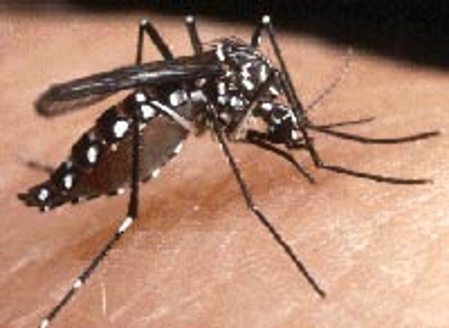 Lotta alle zanzare: consegna gratuita di una confezione di pastiglie antilarvali e comportamenti utili